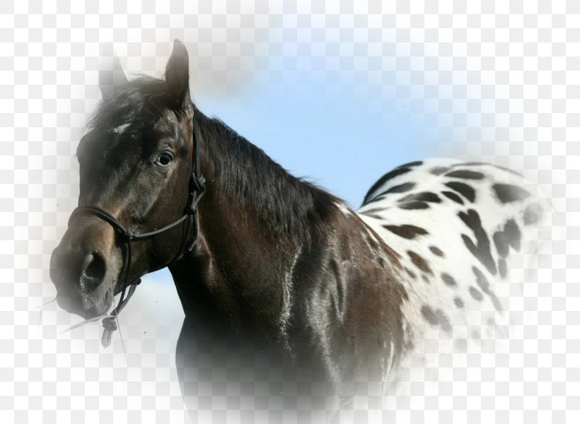 Appaloosa Horse Club American Quarter Horse Knabstrupper Spotted Saddle Horse, PNG, 800x600px, Appaloosa, American Quarter Horse, Animal, Appaloosa Horse Club, Breed Download Free