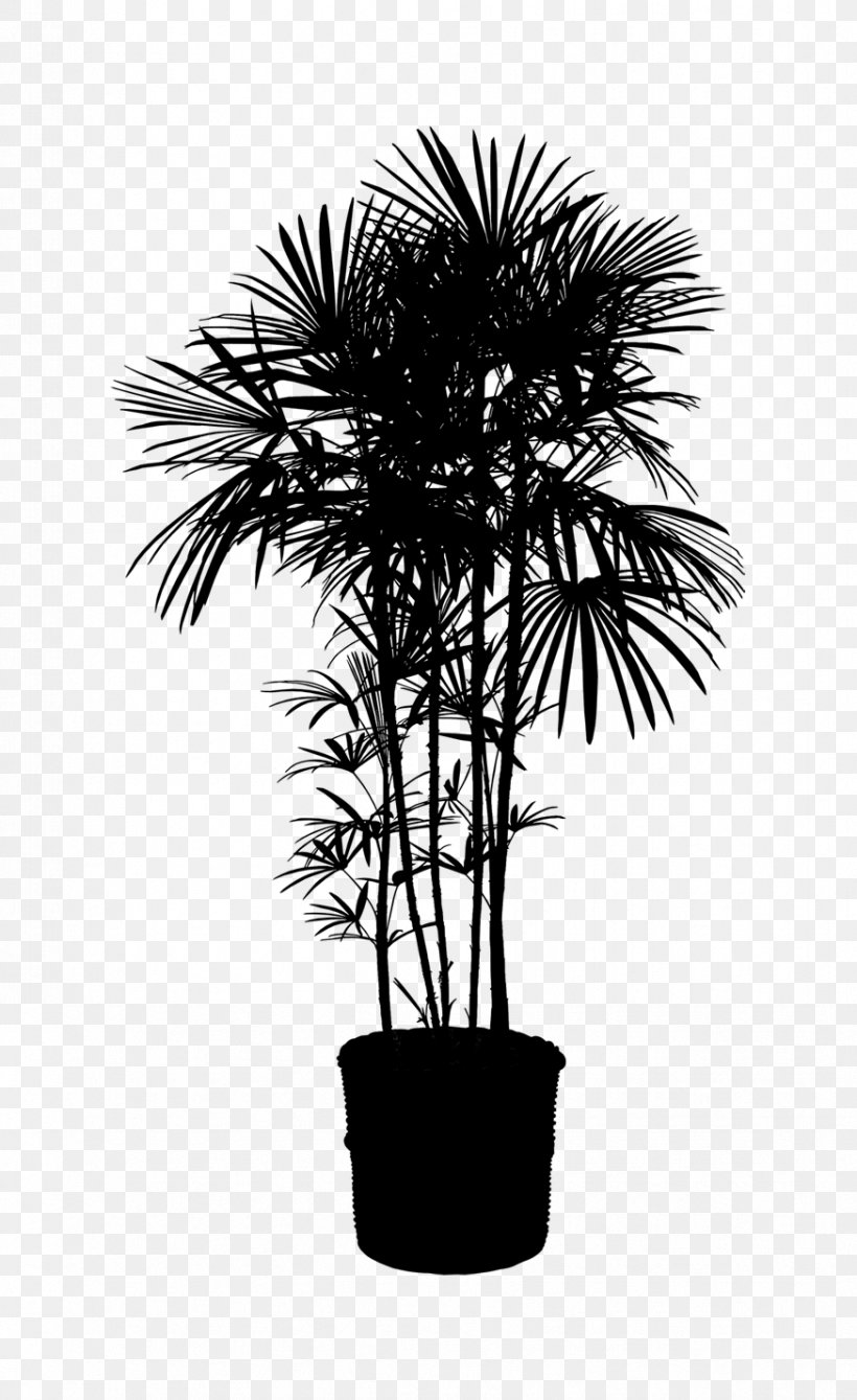 Asian Palmyra Palm Houseplant Palm Trees Clip Art Plants, PNG, 874x1428px, Asian Palmyra Palm, Areca Palm, Arecales, Blackandwhite, Borassus Download Free