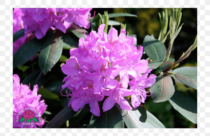 Azalea Rhododendron Pink M Annual Plant, PNG, 720x533px, Azalea, Annual Plant, Flower, Flowering Plant, Pink Download Free