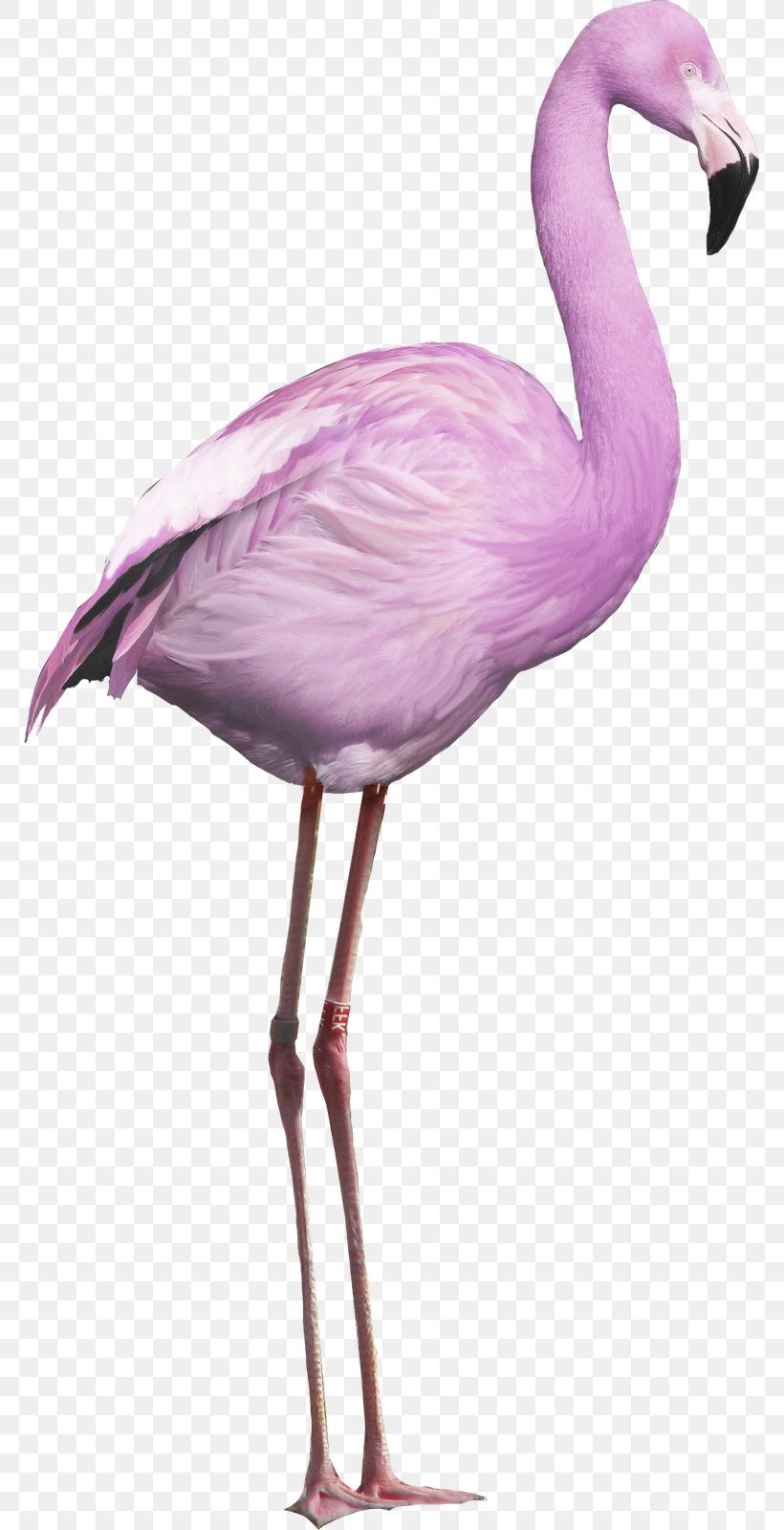 Flamingo Bird, PNG, 769x1600px, Flamingo, Beak, Bird, Crane Like Bird, Feather Download Free