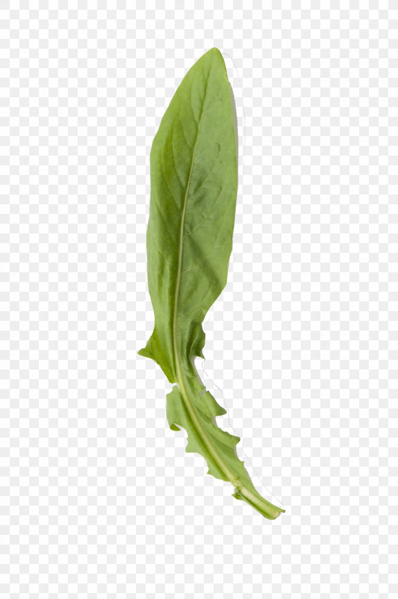 Leaf Vegetable Herb Plant Stem, PNG, 2832x4256px, Leaf Vegetable, Arum, Herb, Leaf, Plant Download Free