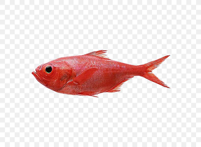 Northern Red Snapper Redfish Splendid Alfonsino, PNG, 600x600px, Northern Red Snapper, Alfonsino, Animal Source Foods, Bony Fish, Fin Download Free