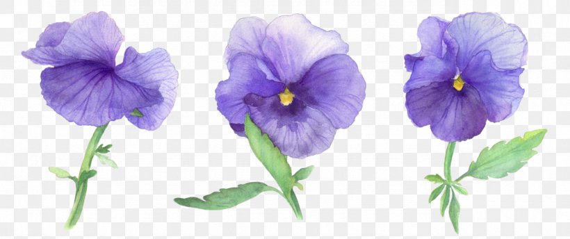 Pansy Stiefmütterchen Blume Watercolor Painting, PNG, 1279x538px, Pansy, Blue, Blume, Cut Flowers, Embryophyta Download Free