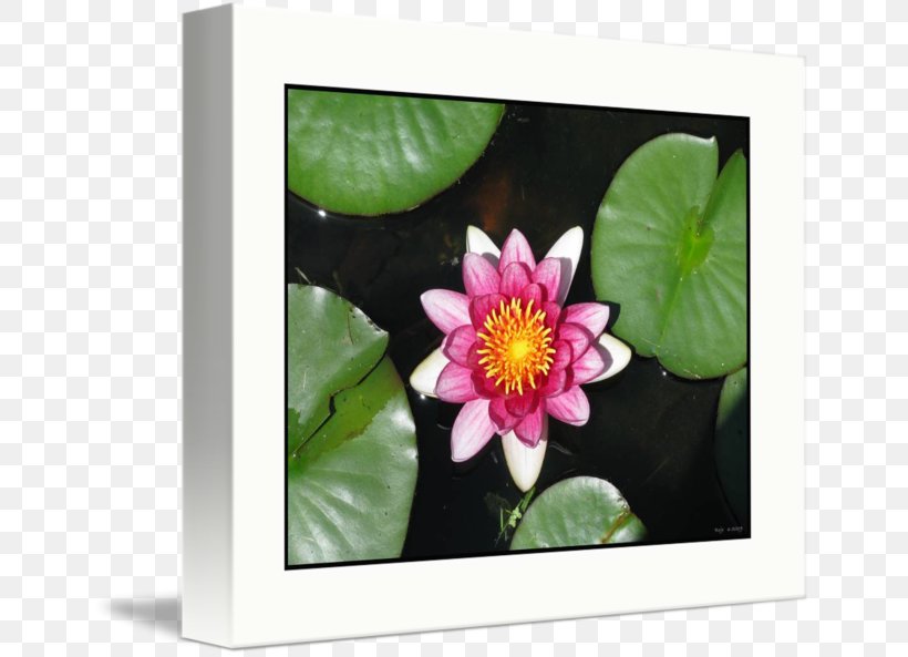 Petal Flowering Plant Floral Design Imagekind, PNG, 650x593px, Petal, Art, Aster, Botany, Flora Download Free