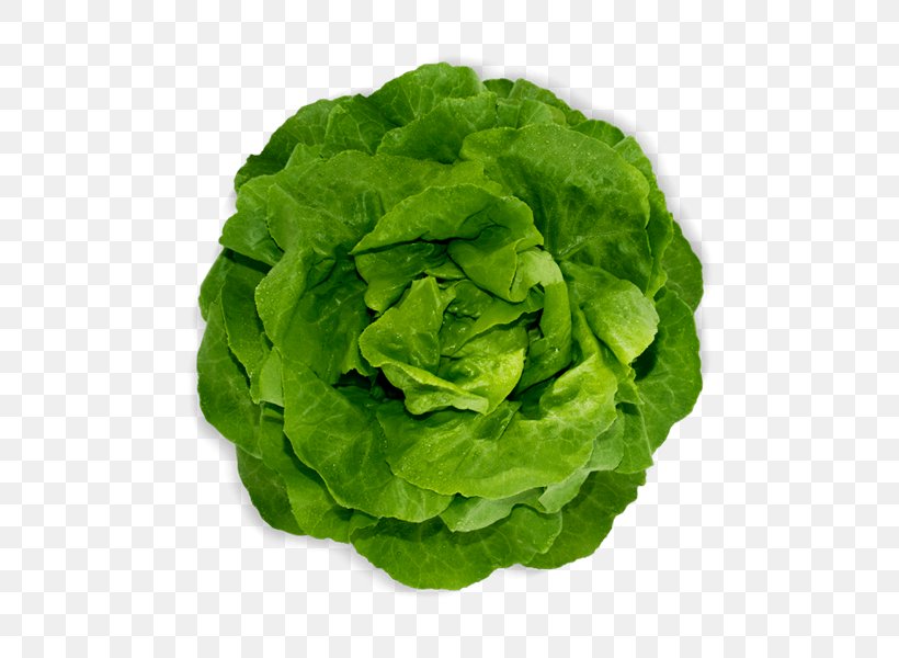 Romaine Lettuce Red Leaf Lettuce Spring Greens Vegetable, PNG, 800x600px, Romaine Lettuce, Food, Health Fitness And Wellness, Leaf Vegetable, Lettuce Download Free