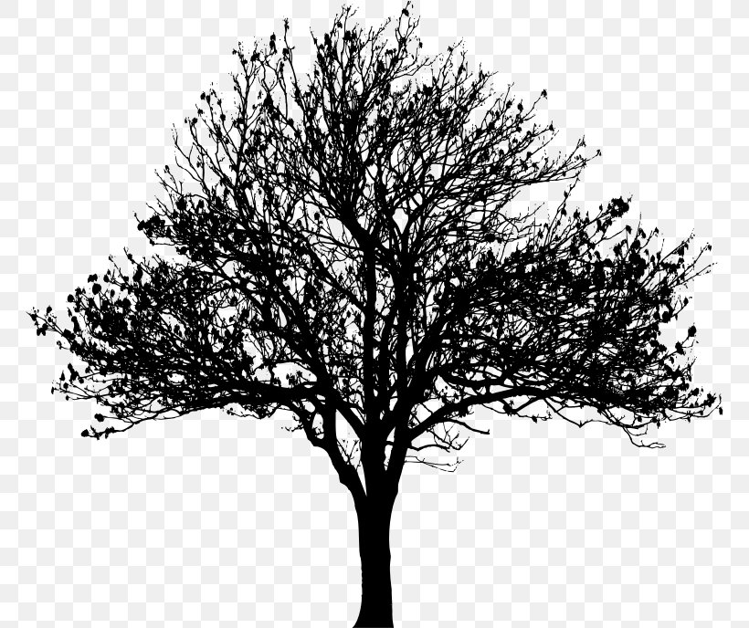 Tree Drawing Silhouette Clip Art, PNG, 764x688px, Tree, Black And White, Branch, Drawing, Drumstick Tree Download Free