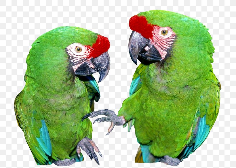 Bird Feral Parrot Psittacinae Parakeet, PNG, 730x584px, Bird, Animal, Beak, Bird Of Prey, Common Pet Parakeet Download Free