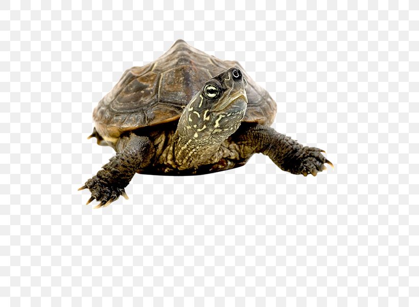 Box Turtles Common Snapping Turtle Tortoise Clip Art, PNG, 800x600px, Box Turtles, Box Turtle, Chelydridae, Common Snapping Turtle, Crocodiles Download Free