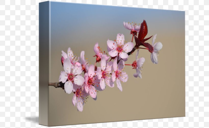 Cherry Blossom Floral Design Petal, PNG, 650x504px, Blossom, Branch, Cherry, Cherry Blossom, Floral Design Download Free