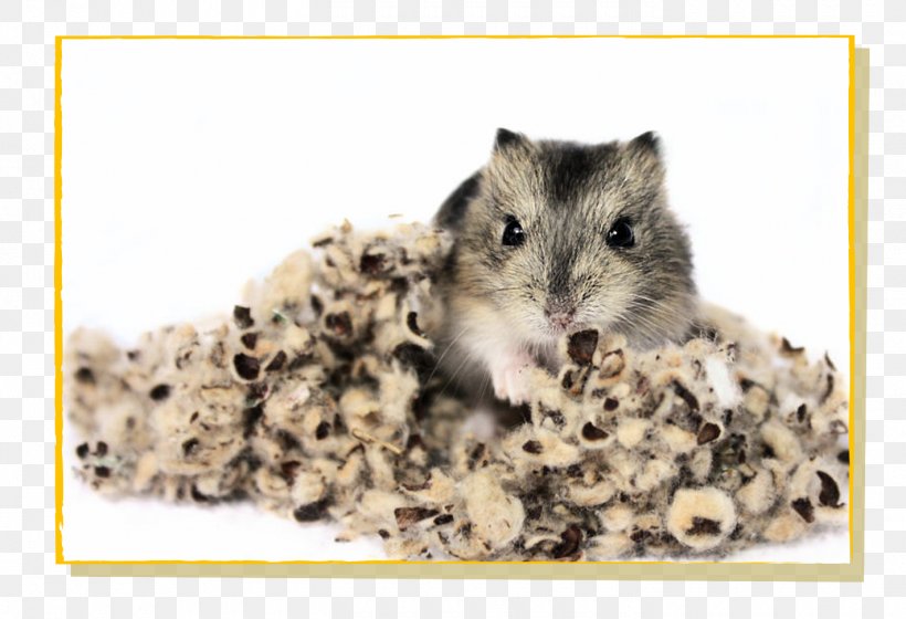 Gerbil Hamster Rat Mouse Rodent, PNG, 1420x971px, Gerbil, Bedding, Cotton, Dormouse, European Hamster Download Free