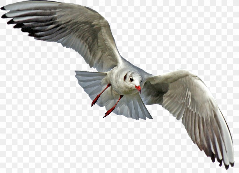 Gulls Bird Clip Art Image, PNG, 858x624px, Gulls, Animal, Bald Eagle, Beak, Bird Download Free