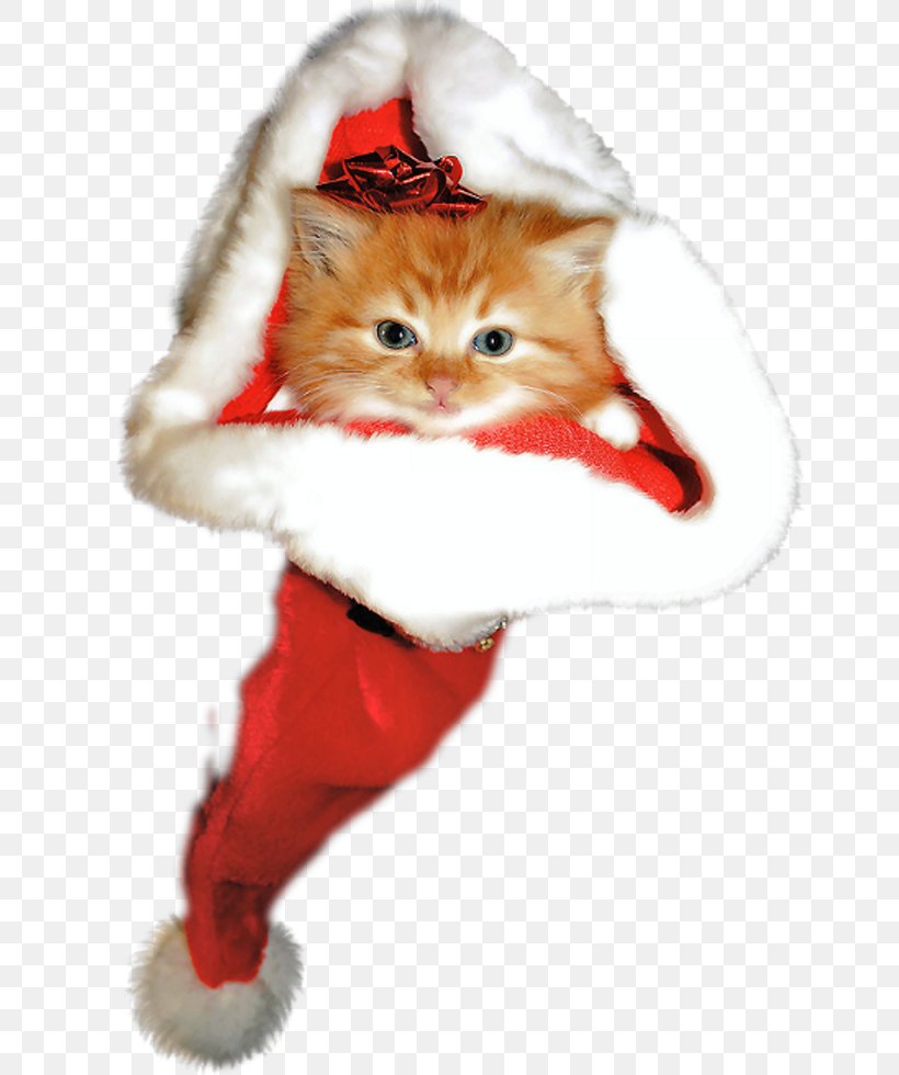 Kitten Whiskers Christmas Ornament Paw, PNG, 748x980px, Kitten, Carnivoran, Cat, Cat Like Mammal, Character Download Free