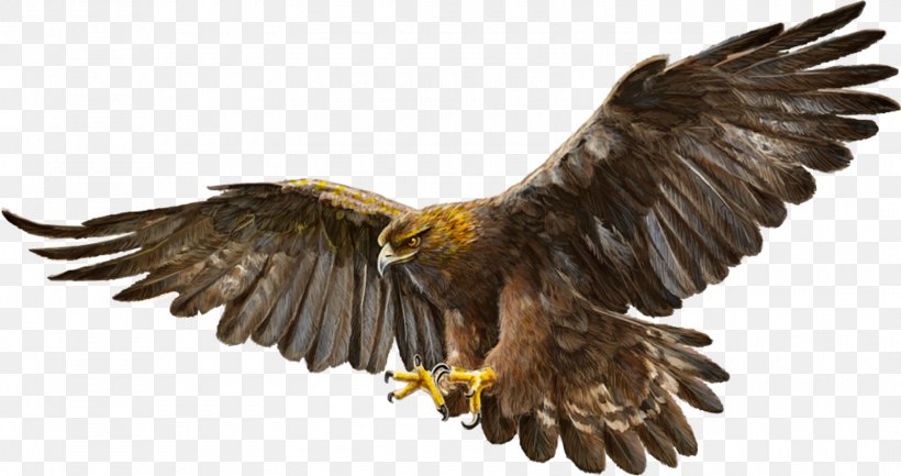 Bald Eagle Bird Golden Eagle, PNG, 1600x845px, Bald Eagle, Accipitriformes, Animal, Beak, Bird Download Free
