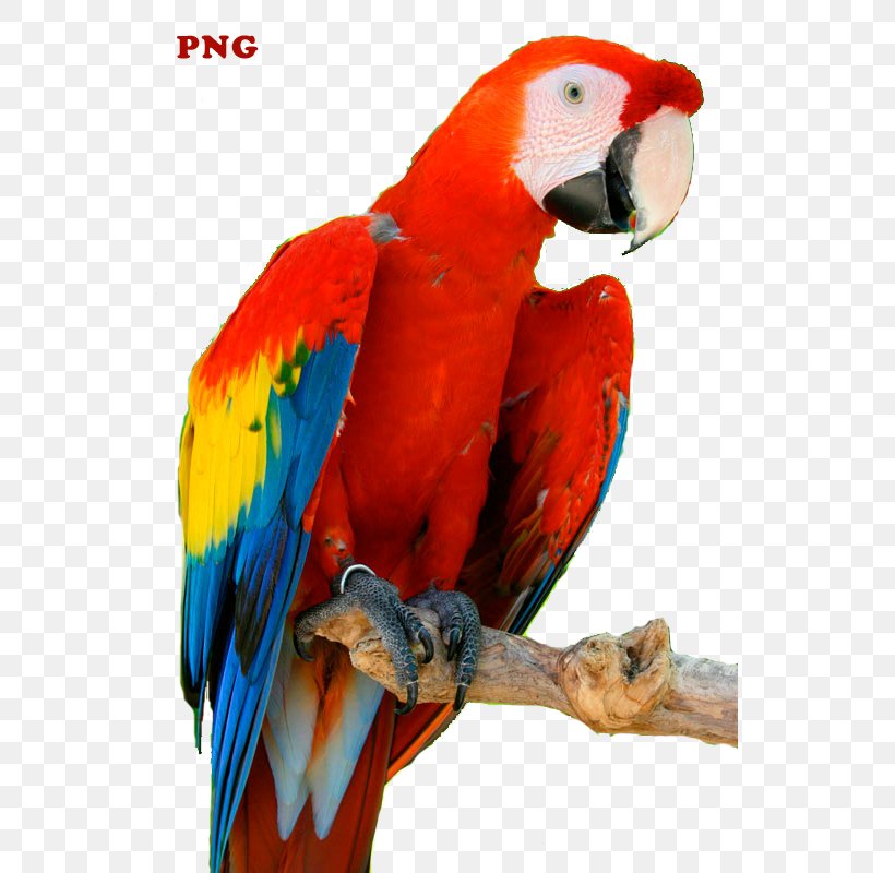 Budgerigar Lovebird Macaw Clip Art Loriini, PNG, 533x800px, Budgerigar, Animal, Beak, Bird, Cat Download Free