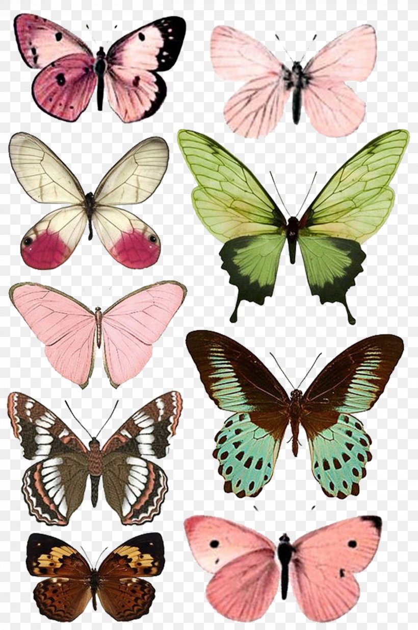 Butterfly Insect Paper Moth Printing, PNG, 2500x3763px, Butterfly, Arthropod, Brush Footed Butterfly, Butterflies And Moths, Butterflies Insects Download Free