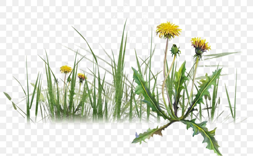Dandelion Herbaceous Plant You Are Goddess LiveInternet Varenye, PNG, 800x508px, Dandelion, Blog, Bulb, Chamaemelum Nobile, Commodity Download Free