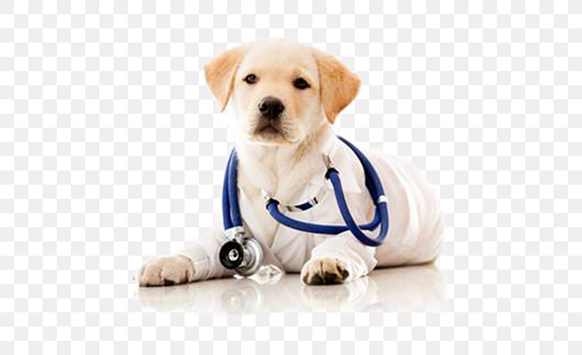 Dog Veterinarian Pet Clinique Vxe9txe9rinaire Health Care, PNG, 500x500px, Dog, Carnivoran, Clinic, Clinique Vxe9txe9rinaire, Companion Dog Download Free