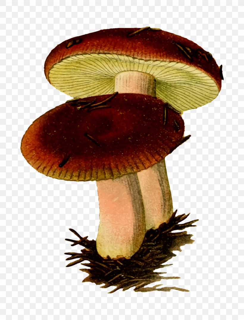 Mushroom Fungus Clip Art, PNG, 974x1280px, Mushroom, Amanita Muscaria, Edible Mushroom, Fungus, Image File Formats Download Free