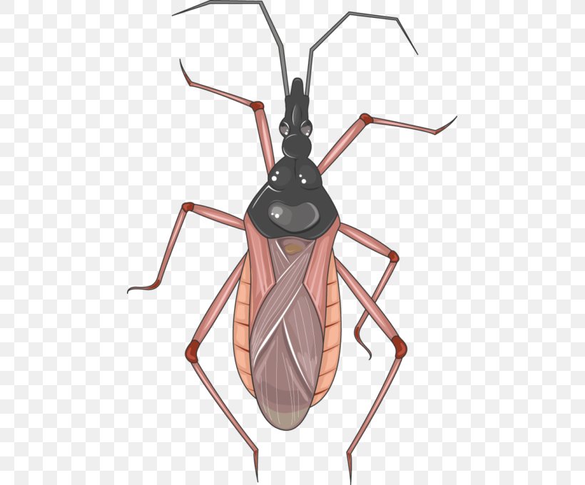 Servier Medical Insect Infectious Disease Hepatitis, PNG, 463x680px, Servier Medical, Arthropod, Echinococcosis, Hepatitis, Infectious Disease Download Free