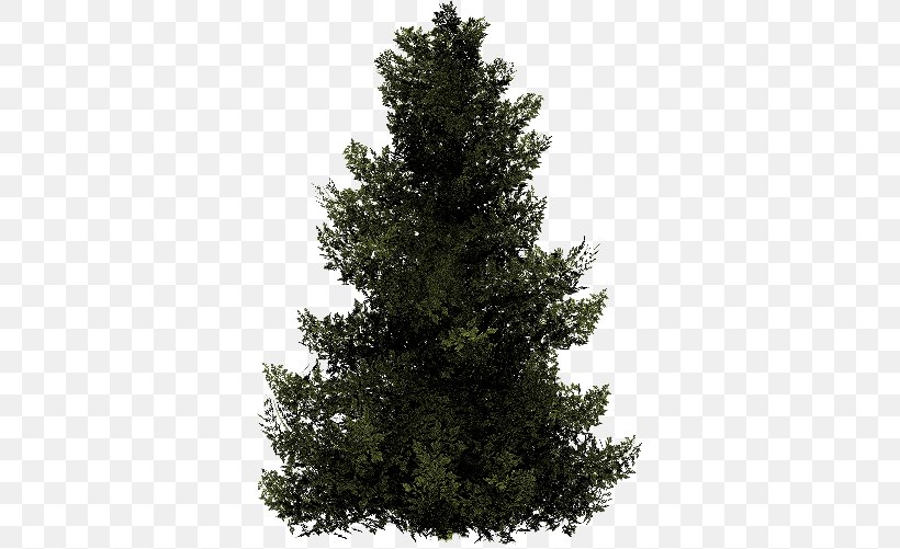 Spruce Fir Christmas Tree Stone Pine, PNG, 351x501px, Spruce, Biome, Branch, Christmas, Christmas Tree Download Free