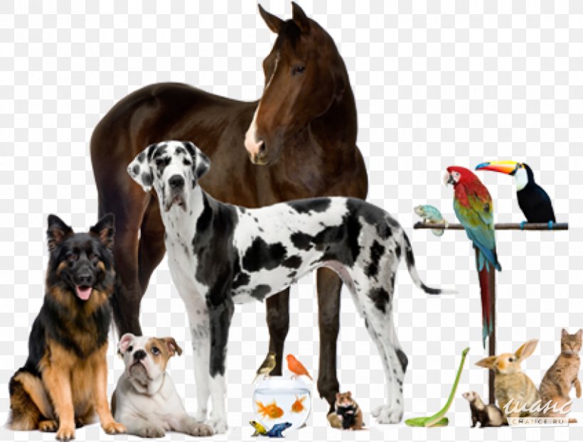 Veterinarian Veterinary Medicine Pet Animal, PNG, 850x645px, Veterinarian, Animal, Animal Welfare, Companion Dog, Dog Download Free