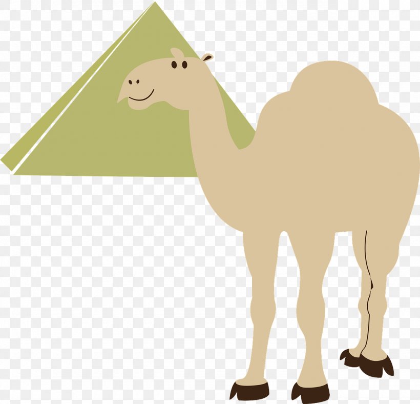 Camel Desert Clip Art, PNG, 1280x1231px, Camel, Arabian Camel, Camel Like Mammal, Desert, Livestock Download Free