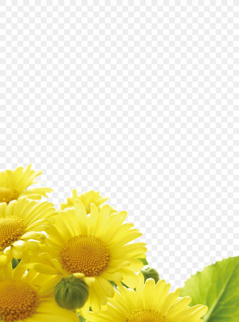 Centifolia Roses Flower Stock Photography Petal Stock.xchng, PNG, 2480x3342px, Centifolia Roses, Color, Common Sunflower, Daisy, Daisy Family Download Free