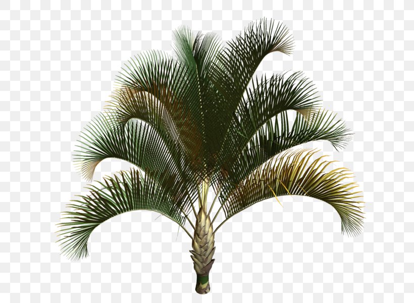Asian Palmyra Palm Babassu Plant Oil Palms, PNG, 657x600px, Asian Palmyra Palm, Arecaceae, Arecales, Attalea, Attalea Speciosa Download Free