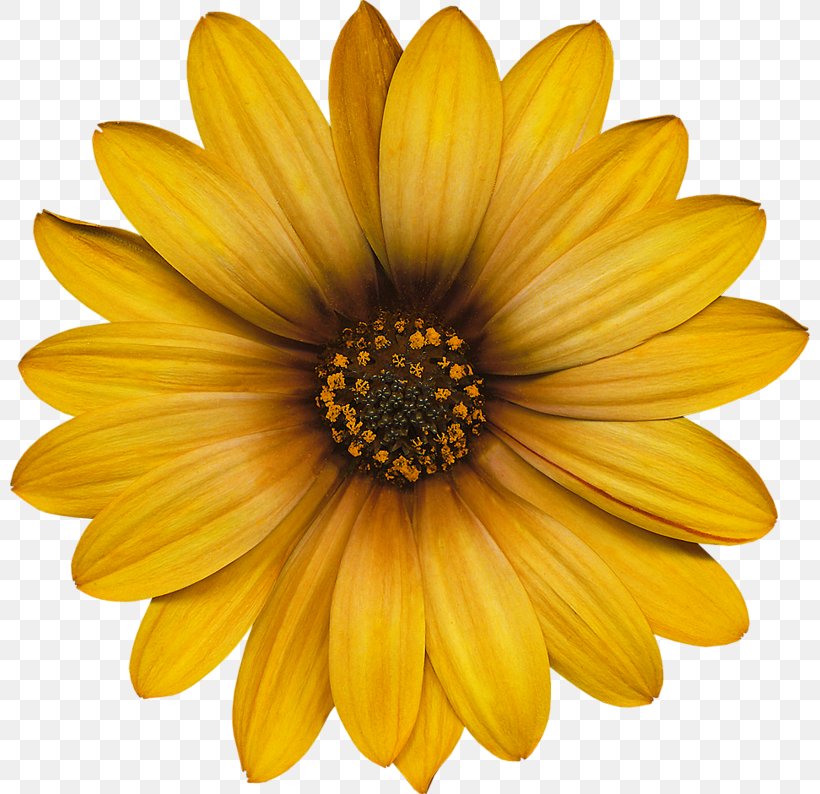 Common Sunflower Transvaal Daisy Color, PNG, 800x794px, Common Sunflower, Annual Plant, Blue, Chrysanths, Color Download Free