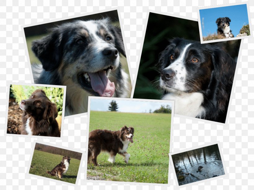 Dog Breed Australian Shepherd German Shepherd Farm, PNG, 1024x768px, Dog Breed, Australian Shepherd, Breed, Collage, Dog Download Free