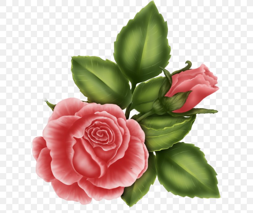 Garden Roses Friendship Image Flower Blog, PNG, 614x689px, Garden Roses, Blog, Cabbage Rose, Camellia, Cut Flowers Download Free