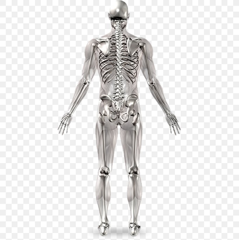 Human Skeleton Joint Anatomy Human Body, PNG, 426x824px, Human Skeleton, Anatomy, Arm, Bone, Cartilage Download Free