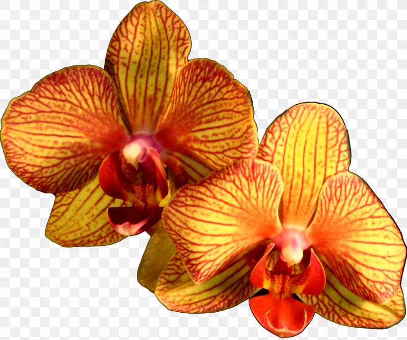 Moth Orchids Orange Flower Plant, PNG, 1200x1004px, Orchids, Black, Cattleya, Cattleya Orchids, Color Download Free