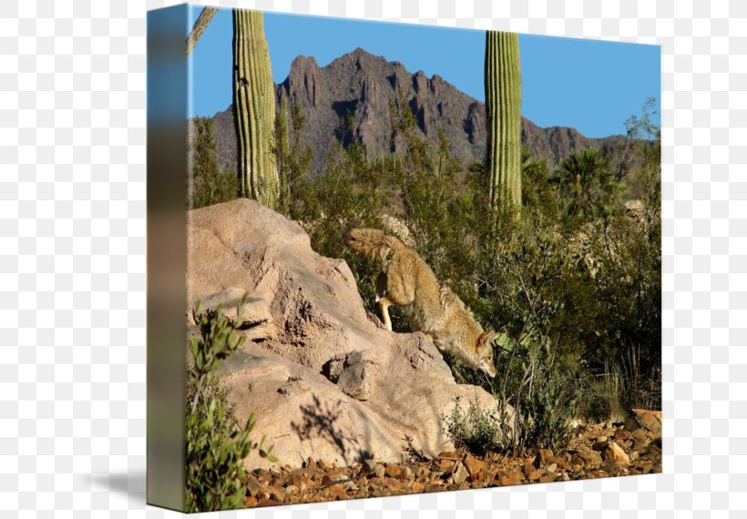 Sonoran Desert Imagekind Ecosystem Art Landscape, PNG, 650x570px, Sonoran Desert, Art, Badlands, Coyote, Desert Download Free