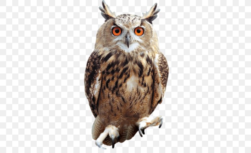 Tawny Owl Bird Clip Art, PNG, 500x500px, Owl, Barn Owl, Beak, Bird, Bird Of Prey Download Free