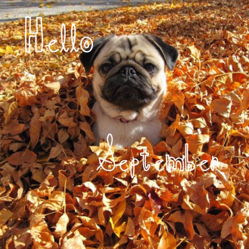 Autumn Puppy Dog Season Cuteness, PNG, 960x960px, Autumn, Carnivoran, Clothing, Companion Dog, Cuteness Download Free