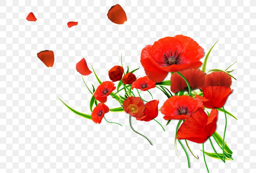 Common Poppy Flower Desktop Wallpaper, PNG, 700x554px, 4k Resolution, Common Poppy, Annual Plant, Coquelicot, Floral Design Download Free