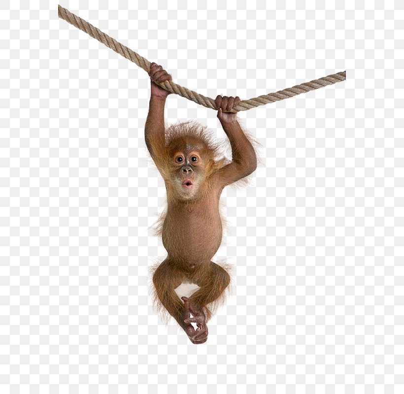 Macaque Monkey Clip Art, PNG, 584x800px, Macaque, Cercopithecidae, Image Resolution, Mammal, Monkey Download Free