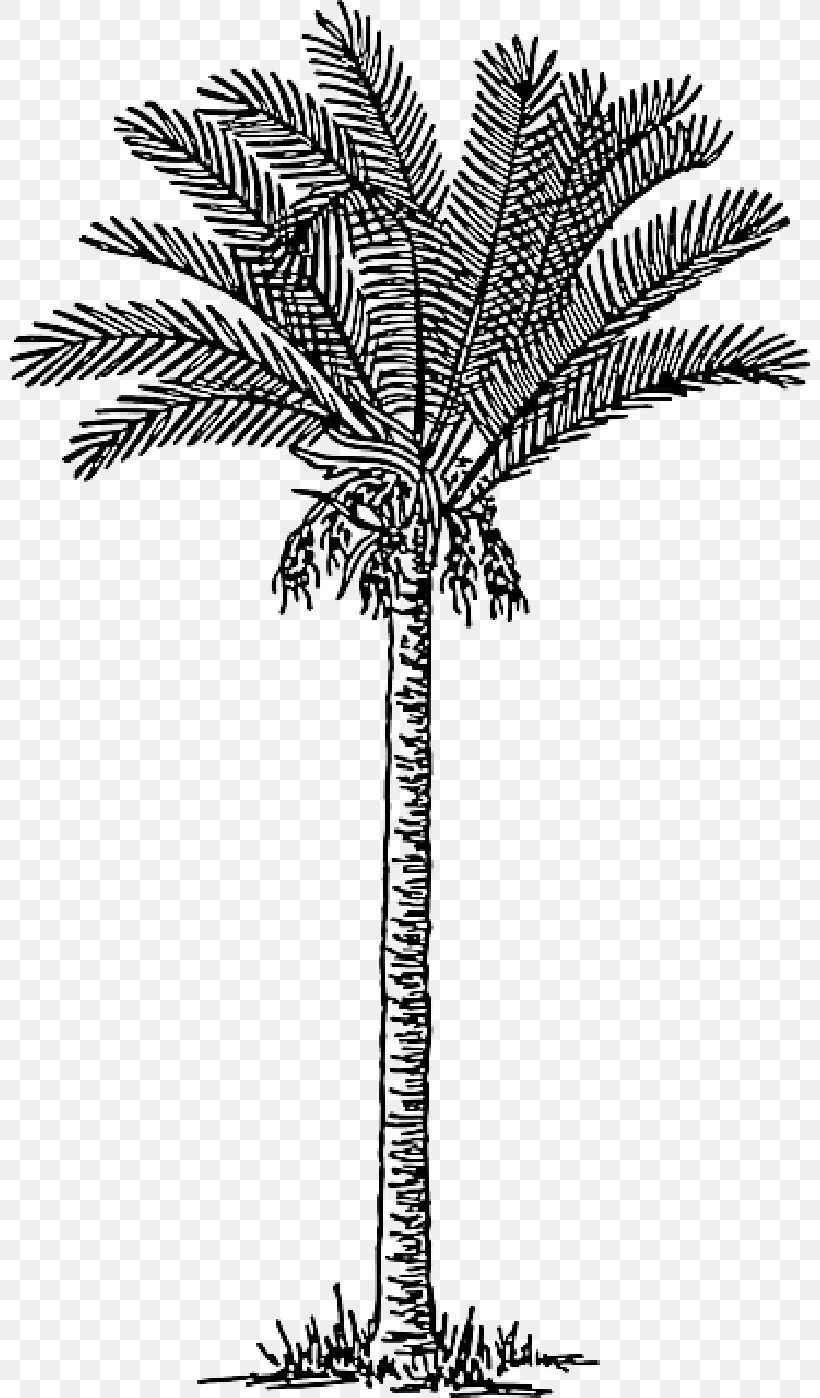Palm Trees Date Palm Vector Graphics Clip Art, PNG, 800x1398px, Palm Trees, Arecales, Attalea Speciosa, Blackandwhite, Borassus Flabellifer Download Free
