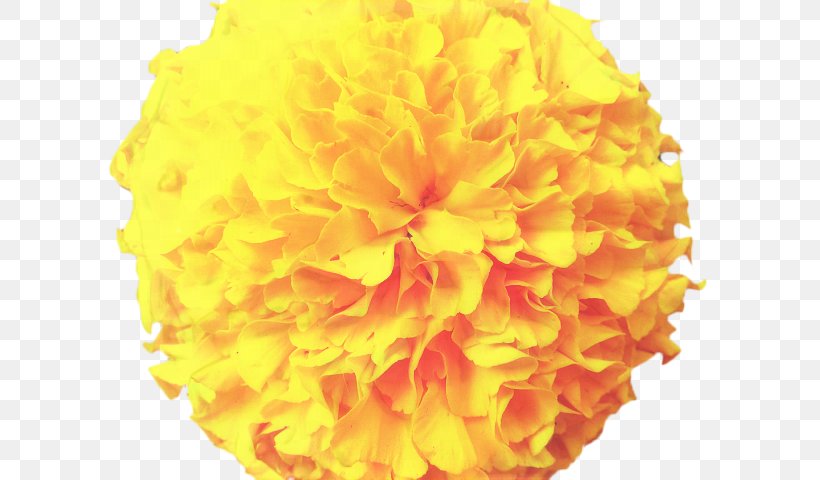 Pink Flower Cartoon, PNG, 640x480px, Pot Marigold, Annual Plant, Cut Flowers, English Marigold, Flower Download Free