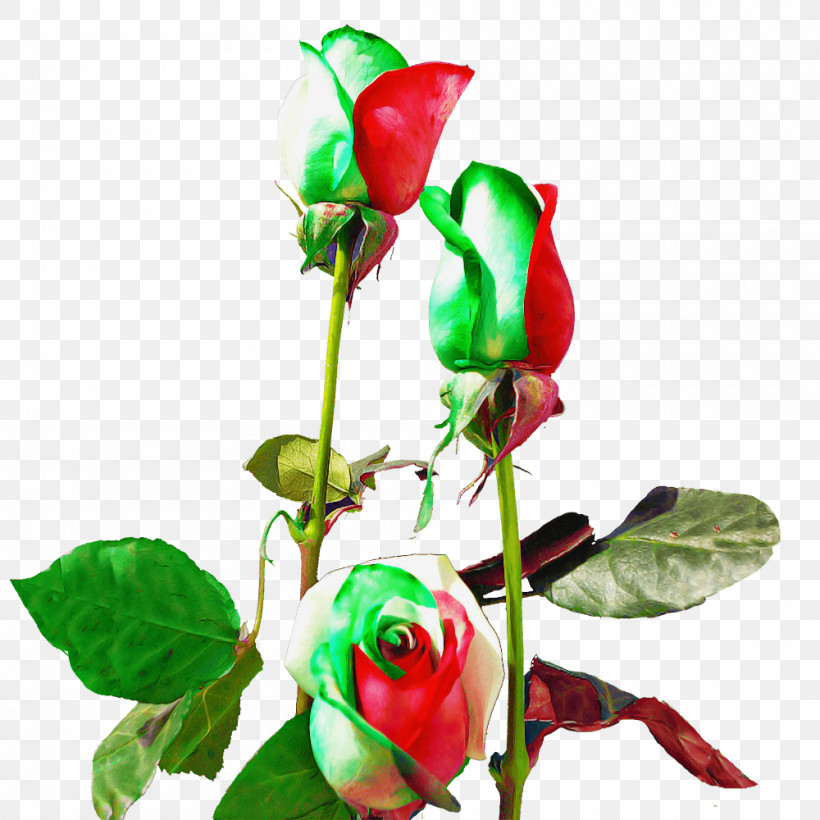 Garden Roses, PNG, 1000x1000px, Garden Roses, Biology, Bud, Cut Flowers, Floral Design Download Free