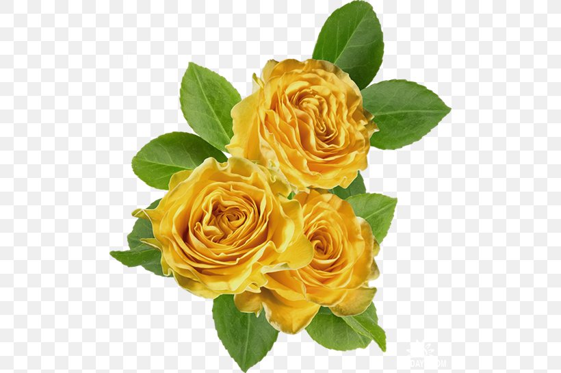 Garden Roses Cabbage Rose Floribunda Yellow Clip Art, PNG, 500x545px, Garden Roses, Cabbage Rose, Color, Cut Flowers, Digital Image Download Free