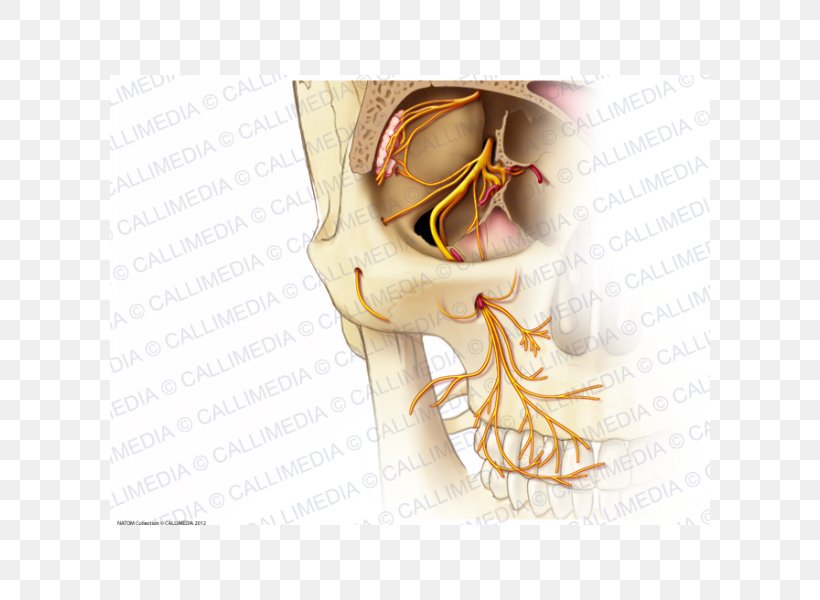 Infraorbital Nerve Anatomy Maxillary Nerve Zygomatic Nerve, PNG, 600x600px, Watercolor, Cartoon, Flower, Frame, Heart Download Free