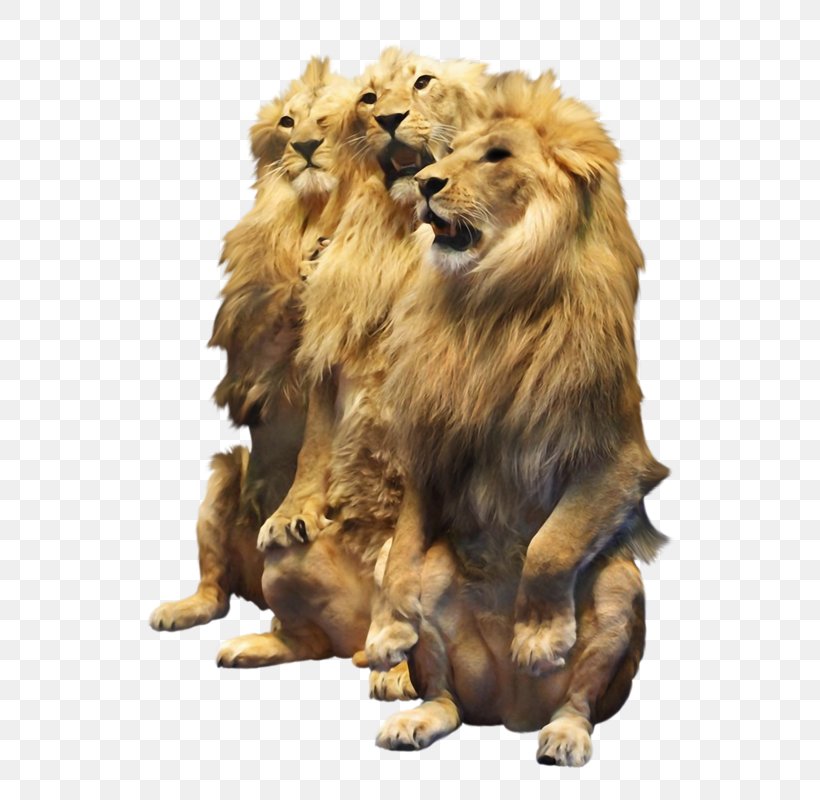 Lion Cat Felidae Tiger Clip Art, PNG, 610x800px, Lion, Animal, Big Cat, Big Cats, Carnivoran Download Free