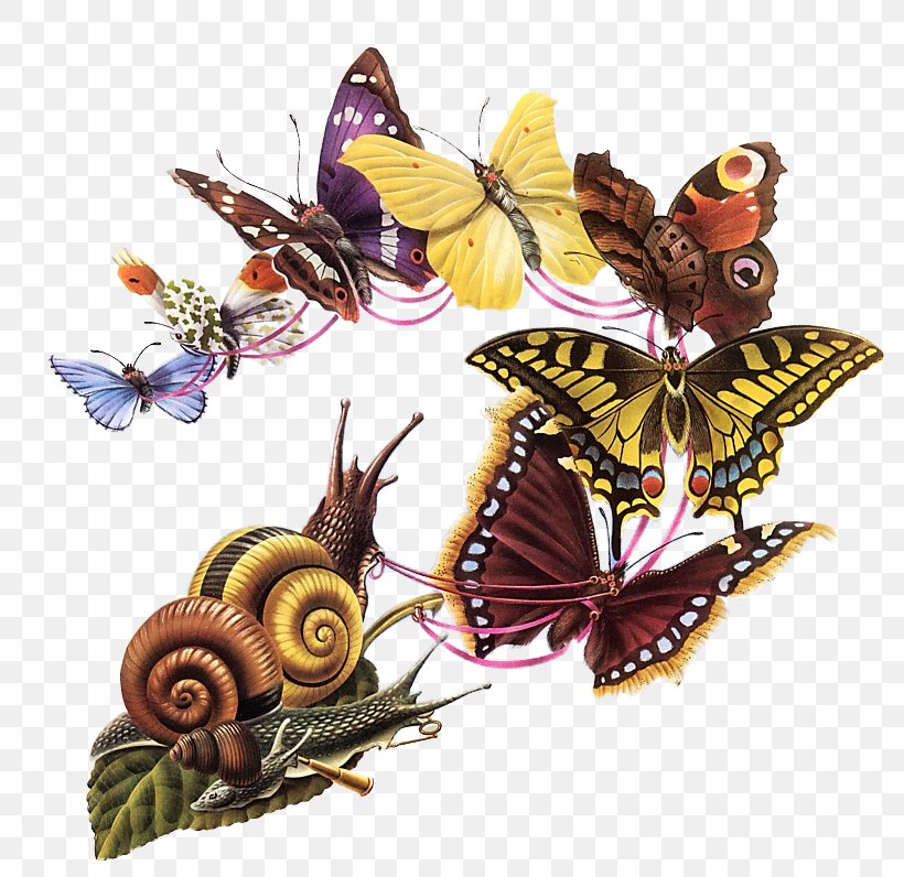 The Butterfly Ball And The Grasshopper's Feast Insect GIF Portable Network Graphics, PNG, 804x796px, Butterfly, Alan Aldridge, Arthropod, Brush Footed Butterfly, Butterflies And Moths Download Free