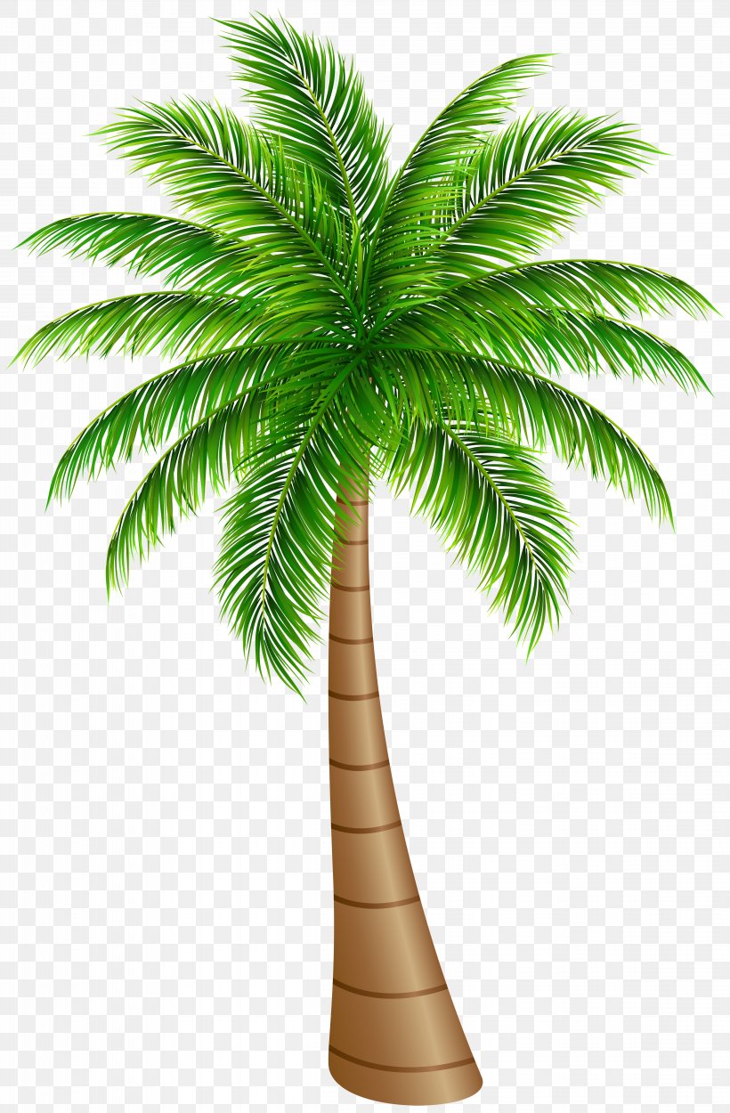 Arecaceae Tree Coconut Clip Art, PNG, 4591x7000px, Arecaceae, Arecales, Borassus Flabellifer, Coconut, Date Palm Download Free