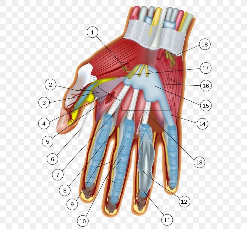 Jersey Finger Flexor Digitorum Profundus Muscle Anatomy Carpal Bones, PNG, 600x759px, Watercolor, Cartoon, Flower, Frame, Heart Download Free