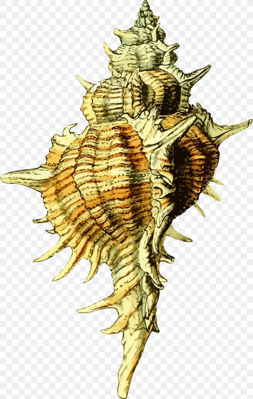 Seashell Molluscs Clip Art, PNG, 1522x2400px, Seashell, Conch, Eggshell, Invertebrate, Molluscs Download Free