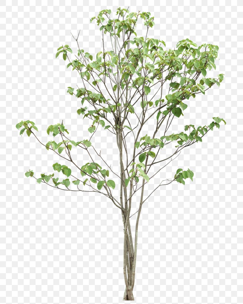Tree Image Leaf Illustration Twig, PNG, 750x1024px, Tree, Branch, Flower, Flowering Plant, Leaf Download Free
