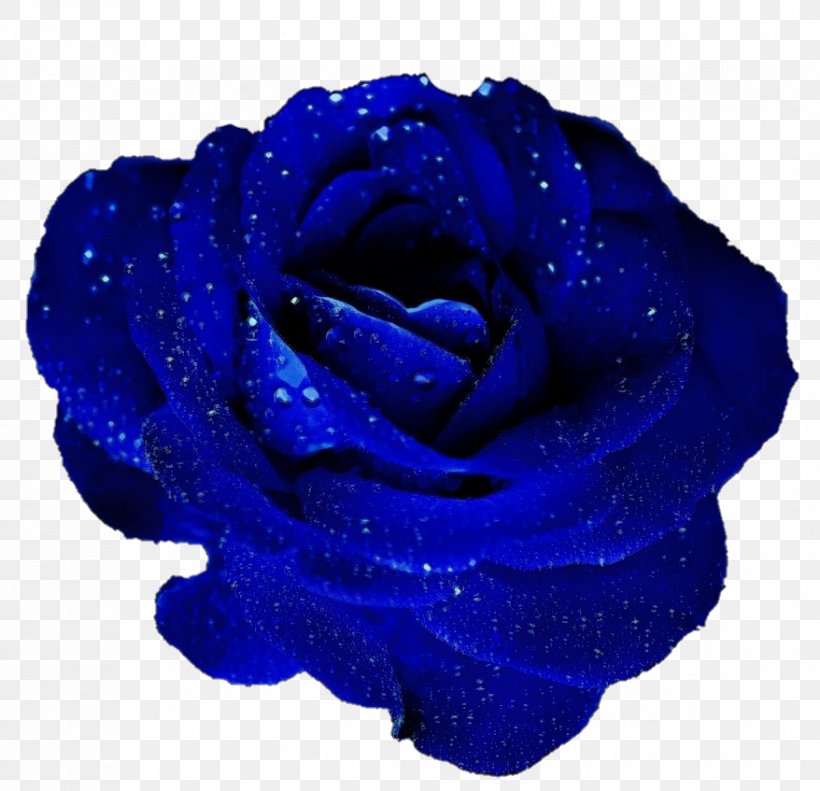 Blue Rose Garden Roses Cut Flowers, PNG, 878x847px, Blue Rose, Blue, Cobalt Blue, Cut Flowers, Electric Blue Download Free